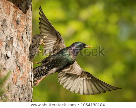 Foto stock: Common Starling - Sturnus Vulgaris