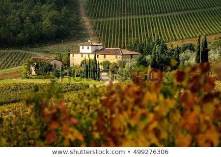 Stok fotoğraf: Wineyard In Tuscany