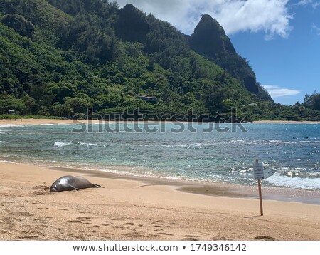 Foto stock: Monk Seal On Tunnels Beach Kauai