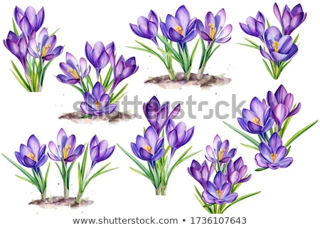 [[stock_photo]]: Crocus Flower Purple