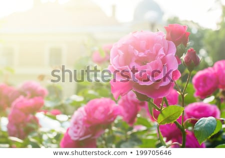 Stok fotoğraf: Roses In The Garden Filtered