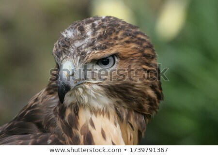 Stock photo: Common Buzzard Hunting