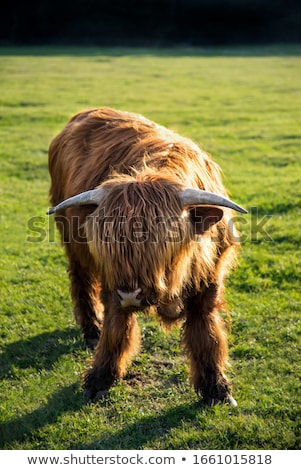 Stock photo: Brown Scottish Highlander Cow Standing In Sunny Spring Meadow