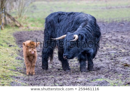 Stock fotó: Mother Scottish Highlander Cow Standing Near Newborn Calf