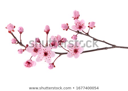 Сток-фото: Gardener And Blooming Cherry Tree Branch