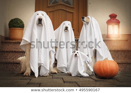 Foto stock: Halloween Ghost Dog Trick Or Treat