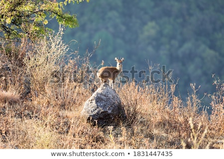 Klipspringer Standing On Rocks Zdjęcia stock © Artush