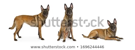 Zdjęcia stock: Belgian Shepherd Malinois