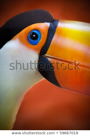 ストックフォト: Colorful Caribbean Toucan With Large Orange Beak