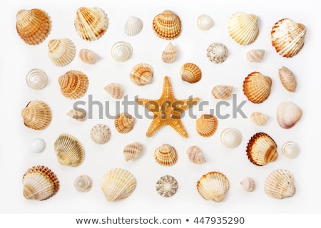 Foto stock: White Sea Shell On Sand Beach