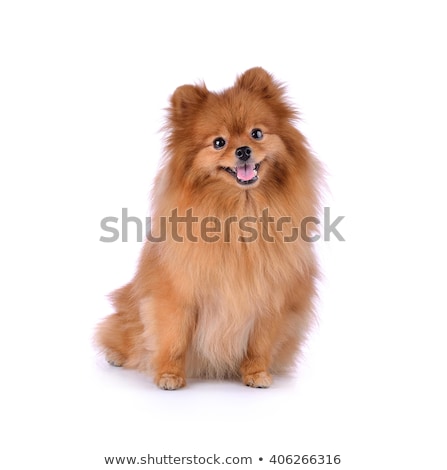 Stockfoto: Studio Shot Of An Adorable Pomeranian Dog