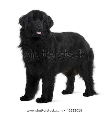 Zdjęcia stock: Studio Shot Of Two Adorable Newfoundland Dog