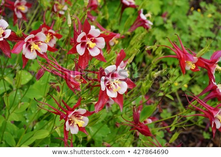 Stockfoto: Aquilegia Origami