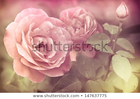 Stock foto: Abstract Romantic Pink Roses Flowers With Water Drops