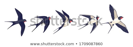 Stockfoto: Swallow