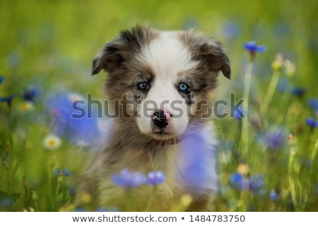 Stok fotoğraf: Cute Border Collie With Copy Space