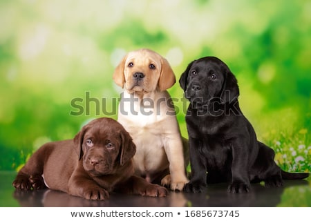 Foto stock: Three Labrador Retriever Puppies