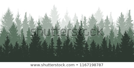 Stockfoto: Evergreen