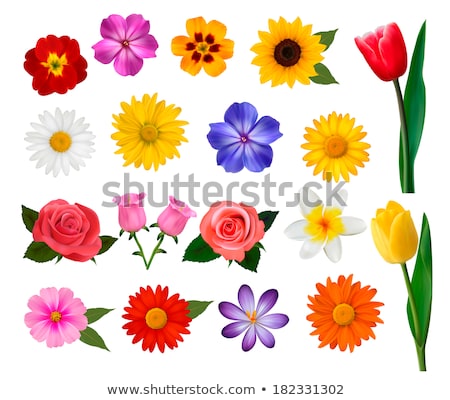 Big Colorful Gerbers Flowers Set Stock foto © allegro