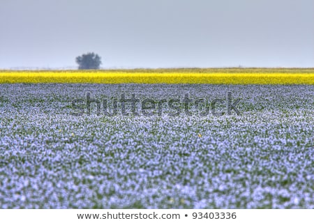 Foto d'archivio: Flax Crop Saskatchewan