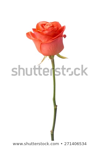 Stock photo: Close Up Image Of Single Orange Rose