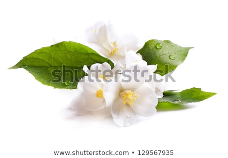 Stok fotoğraf: Beautiful Jasmine Flowers With Leaves Isolated On White