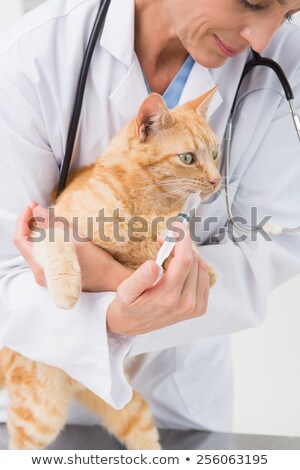 Foto d'archivio: Vet Doing Injection At A Cute Grey Cat