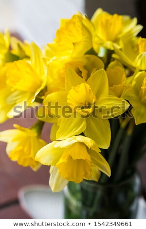 Stock fotó: Spring Yellow Daffodils