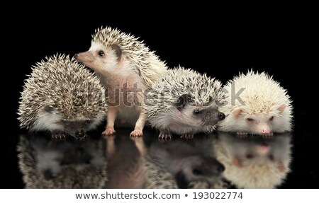 Сток-фото: Four African Hedgehogs Are In The Dark Studio One Looking Up