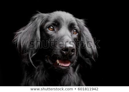 Stockfoto: Mixed Breed Black Dog Portrait In Dark Studio