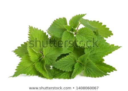 Foto d'archivio: Fresh Nettle Leaves