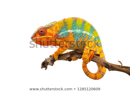 Сток-фото: Panther Chameleon Furcifer Pardalis