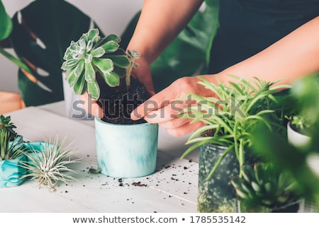 Foto stock: Turquoise Mint Plant Grow