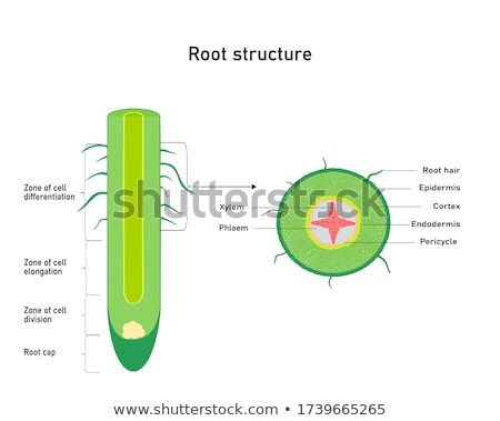 Foto stock: Diagram Showing Root Structure Of A Plant