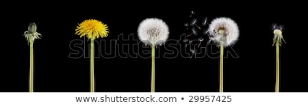 Stock fotó: Life Cycle Of A Dandelion