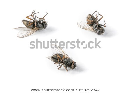 Сток-фото: Dead Horse Fly In Close Up