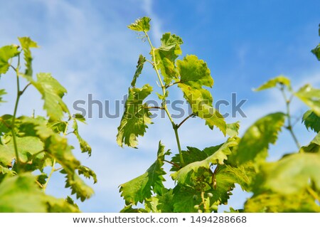 Stock fotó: Grape Leaves On Sky Background