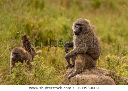 Сток-фото: Baboon