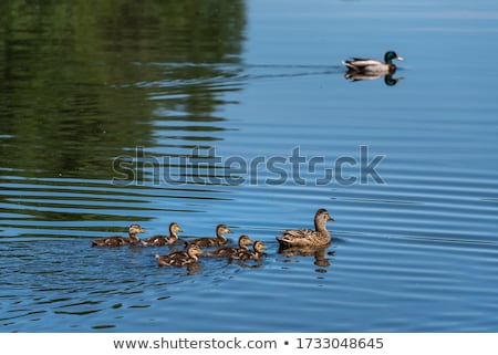 Foto stock: Female Mallard Duck