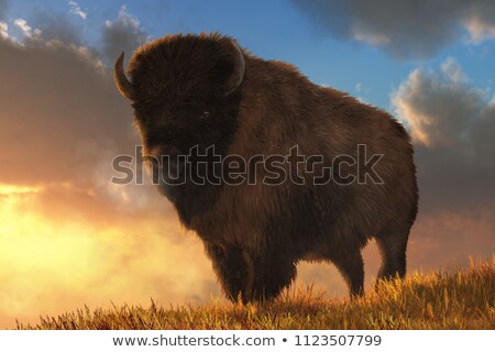 Stockfoto: Bison By Sunset  3d Render