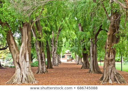 Stock photo: City Botanical Gardens Brisbane