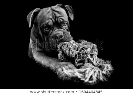 Stock photo: Beautiful Little Black And White Dog