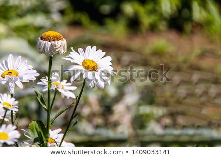 Foto stock: Vibrant Chrysanthemum Daisies Blomming