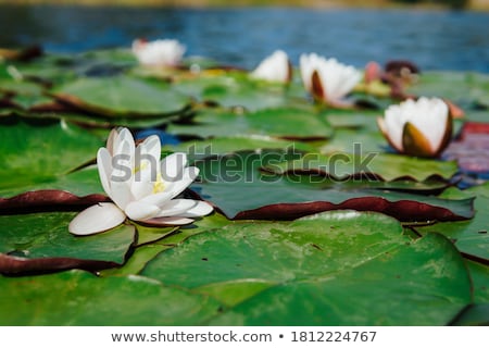 ストックフォト: Spring Flowers In The Forest