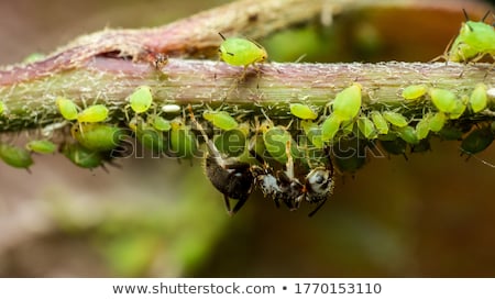 Foto stock: Lice And Ants