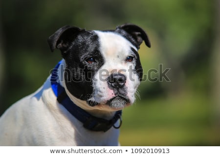 Stock photo: Staffordshire Bull Terrier