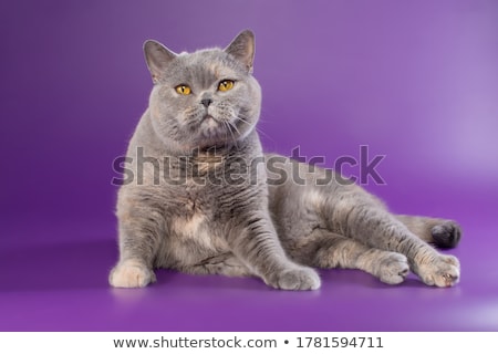 Stok fotoğraf: Fat Domestic Cat In A Photo Studio