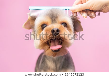 Stockfoto: Grooming Dog At The Hairdressers