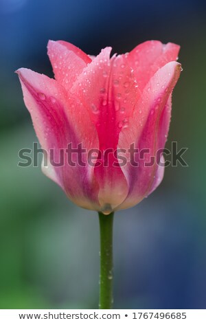 [[stock_photo]]: Eux · belles · dames · dans · un · jardin · de · tulipes