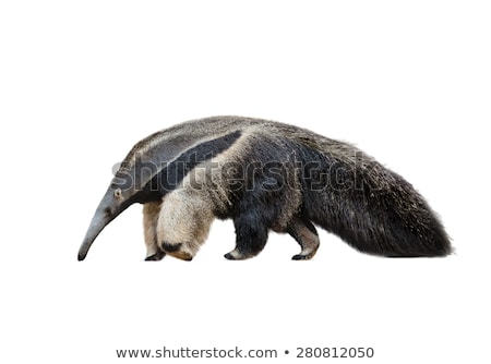 Stock photo: Ant Eater